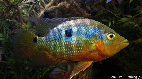 Acará Rosado (Caquetaia spectabilis)