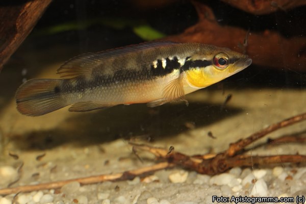 Jacundá (Crenicichla brasiliensis)