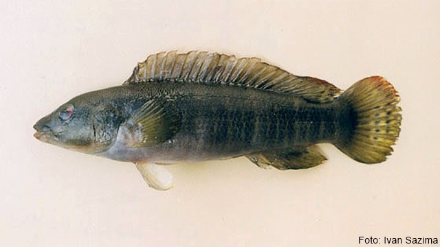 Jacundá (Crenicichla jupiaensis)