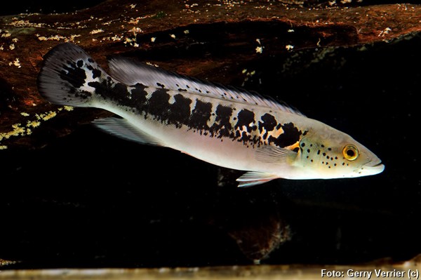 Jacundá Açu (Crenicichla lenticulata)