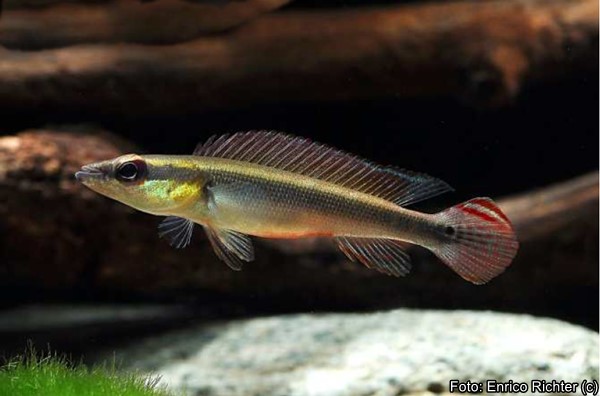Jacundá (Crenicichla notophthalmus)