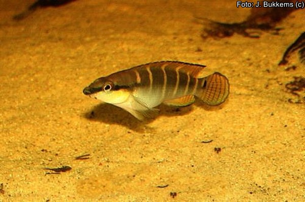 Jacundá Anão (Crenicichla compressiceps)