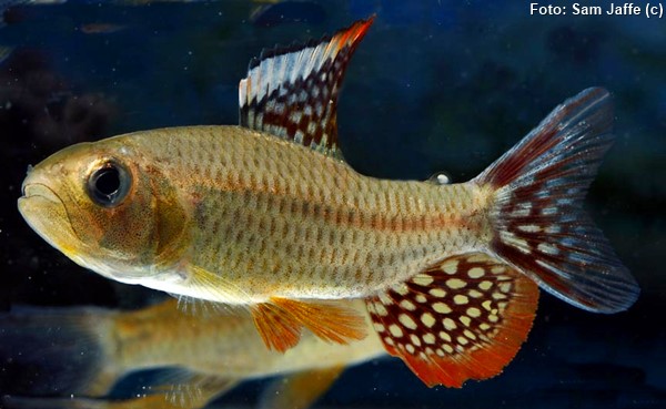 Tetra Vela (Crenuchus spilurus)