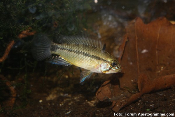Apistograma Corumbá (Apistogramma commbrae)