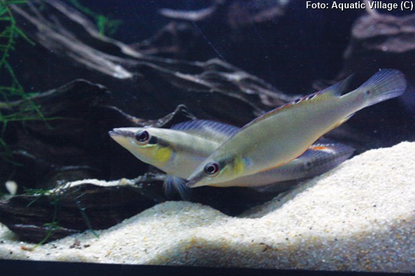 Jacundá (Crenicichla regani)