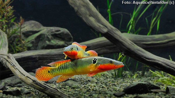 Jacundá (Crenicichla zebrina)