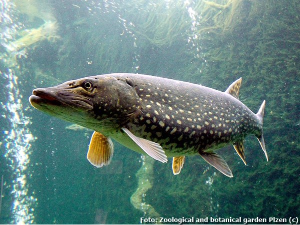 Peixe Lucio (Esox lucius)