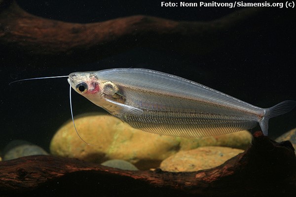 Peixe gato de vidro (Kryptopterus bicirrhis)