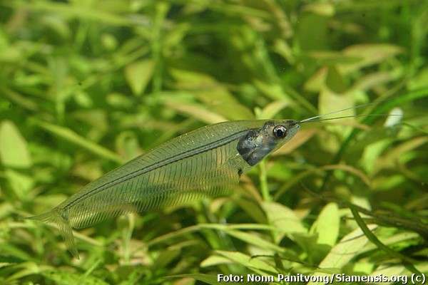 Peixe gato de vidro (Kryptopterus vitreolus)
