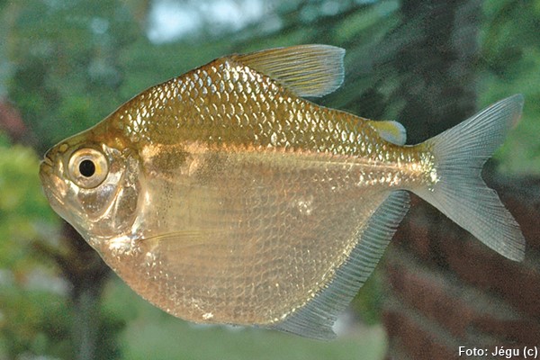 Matupiri (Poptella compressa)