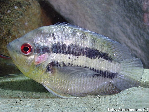 Acará Prata (Chaetobranchopsis australis)