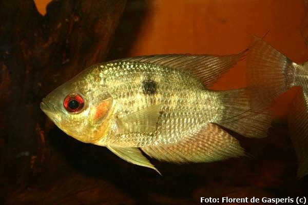 Acará Tucumã (Chaetobranchopsis orbicularis)