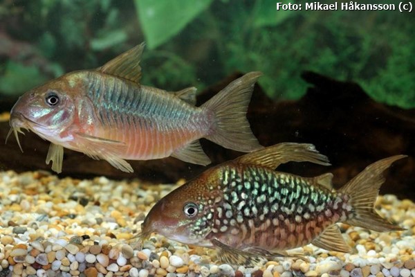 Coridora Pantanal (Corydoras pantanalensis)