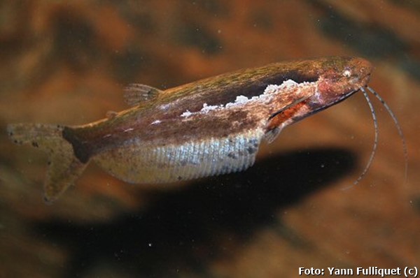 Bagre Asicurrupa (Helogenes marmoratus)