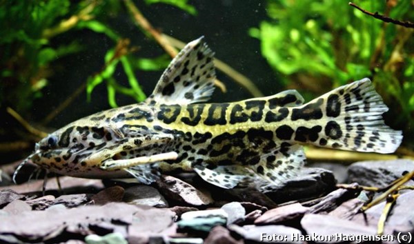 Bagre Onça (Liosomadoras oncinus)