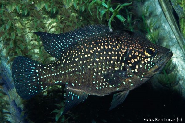 Ciclídeo de Madagascar (Paratilapia polleni)