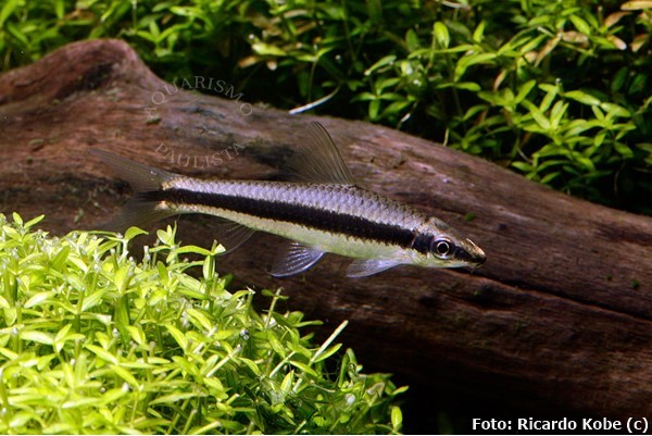 Comedor de algas siamês (Crossocheilus oblongus)