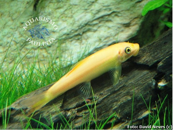 Comedor de algas Chinês (Gyrinocheilus aymonieri)