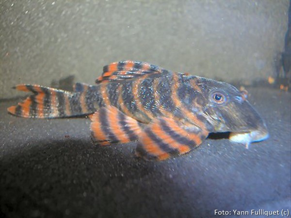 Cascudo – Panaqolus sp. (L397)