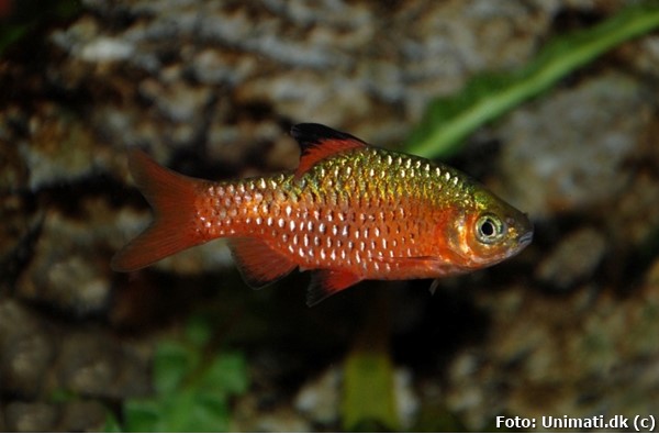 Barbo Rosado / Conchônio (Pethia conchonius)