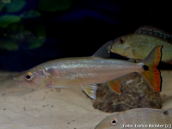 Peixe Cachorro Ueua (Acestrorhynchus altus)