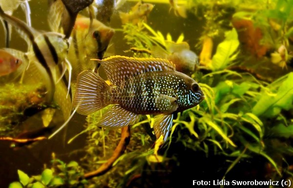 Acará Azul (Andinoacara pulcher)