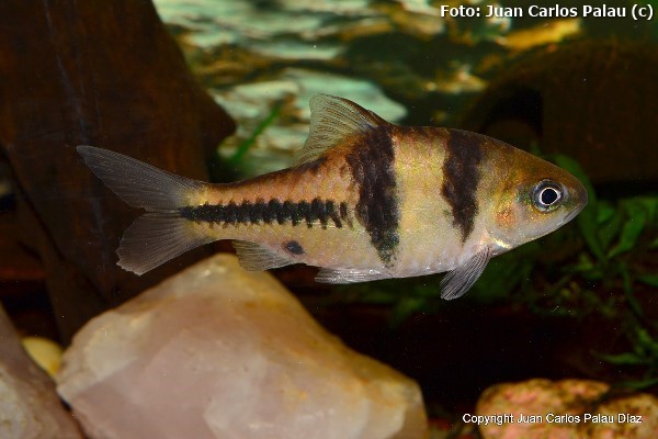 Barbo T (Barbodes lateristriga)