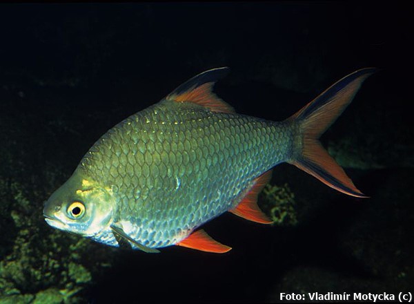 Barbo Tinfoil (Barbonymus schwanenfeldii)