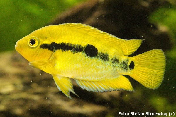 Ciclídeo Arco Íris (Herotilapia multispinosa)