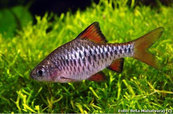 Barbo Xadrez (Oliotius oligolepis)