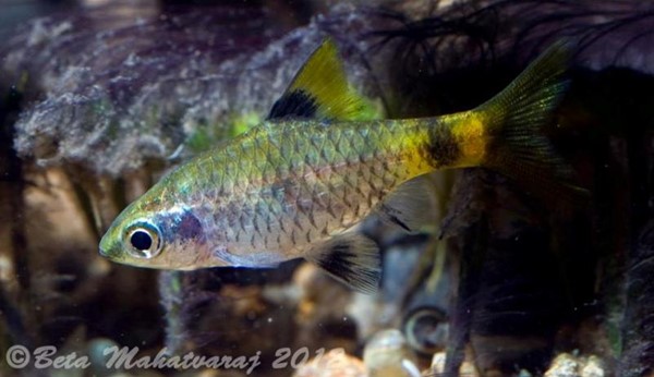 Barbo Dourado (Pethia gelius)