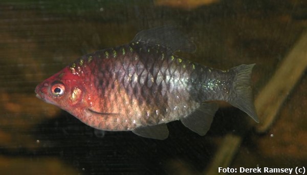 Barbo Rubi Negro (Pethia nigrofasciata)