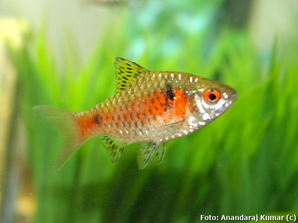 Barbo Odessa (Pethia padamya)