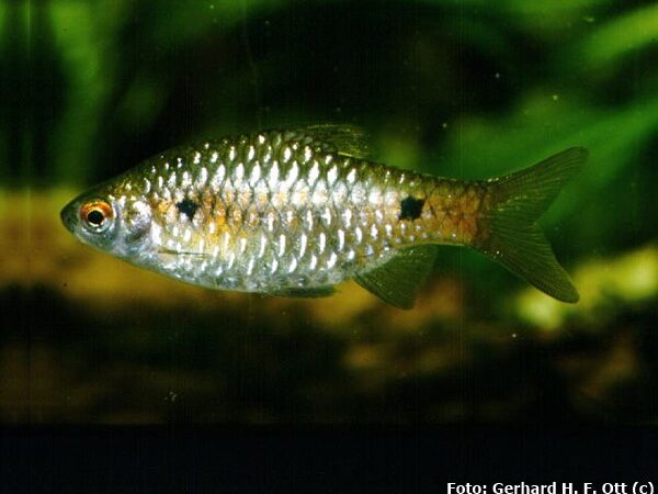Barbo Ticto (Pethia ticto)