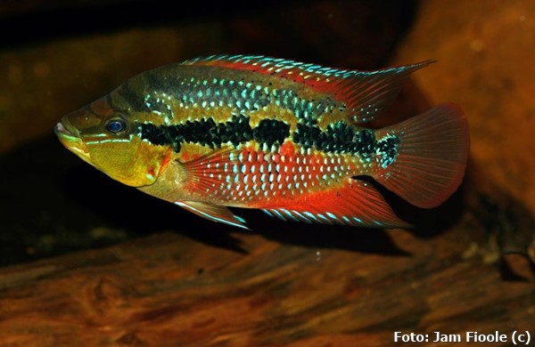 Salvini (Trichromis salvini)