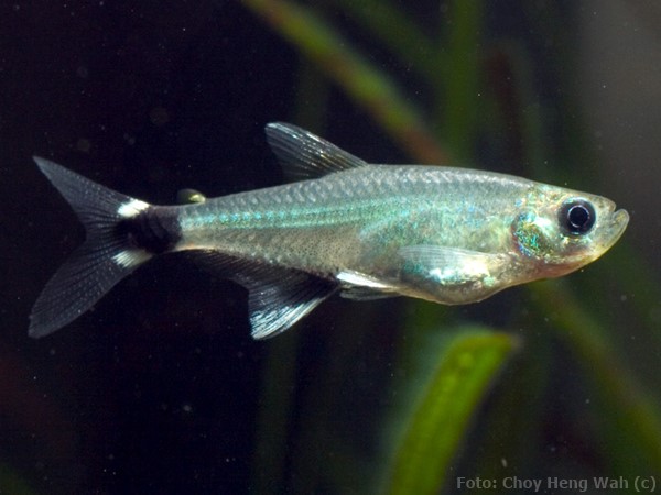 Tetra Paraguaio (Aphyocharax nattereri)