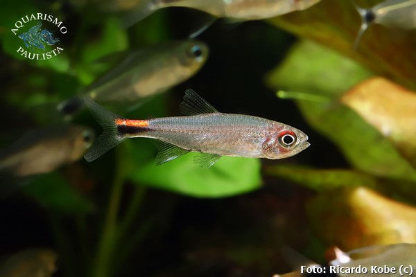 Tetra Pimenta (Axelrodia stigmatias)