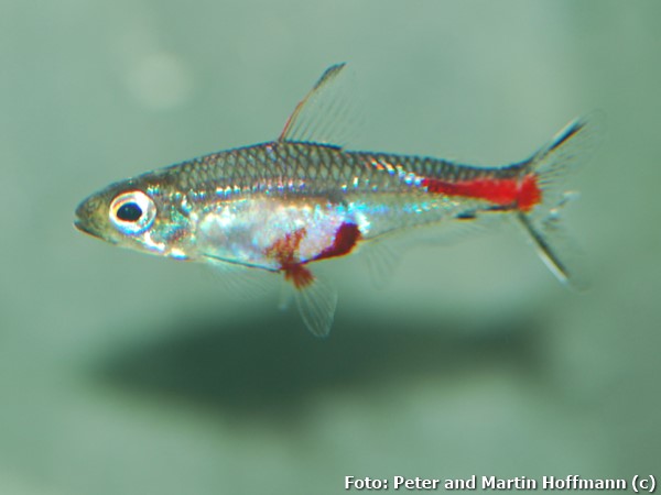 Tetra “Sangue Vermelho” (Brittanichthys axelrodi)