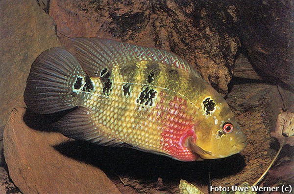 Ciclídeo Trimaculado (Amphilophus trimaculatus)