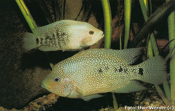 Ciclídeo Texas (Herichthys cyanoguttatus)