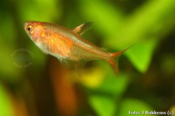 Tetra Foguinho (Hyphessobrycon amandae)