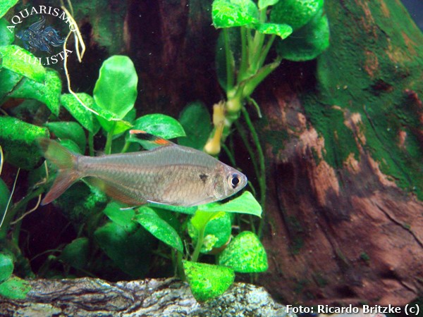 Tetra Bentosi (Hyphessobrycon bentosi)