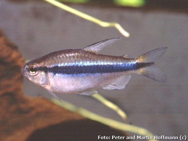 Tetra cyanotaenia (Hyphessobrycon cyanotaenia)