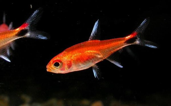 Tetra Rubi (Axelrodia riesei)