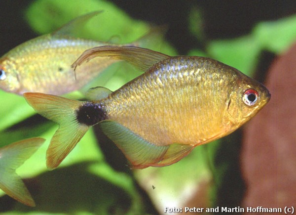 Tetra Heliacus (Hyphessobrycon heliacus)