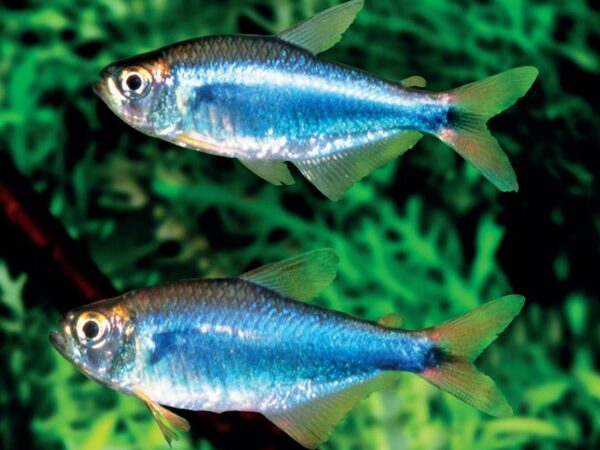 Tetra Red Blue Peru (Hyphessobrycon margitae)