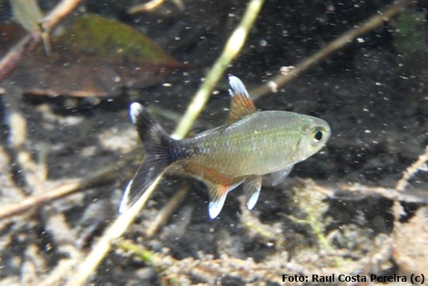 Lambari (Moenkhausia bonita)