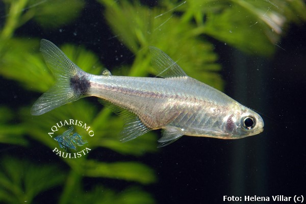 Tetra Ceros (Moenkhausia ceros)