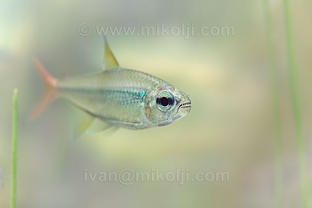 Tetra Copei (Moenkhausia copei)