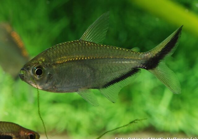 Tetra Fortuna (Moenkhausia costae)